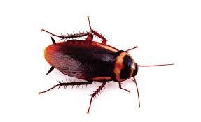 Cockroaches can be found all over the world, with the ability to survive in all kinds of environments. Drain Maintenance Helps Prevent Cockroach Infestations 2017 09 19 Plumbing Mechanical