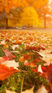 Pin By Wallpapers Ideas On Wallpaper Iphone Autumn Autumn Wallpaper Autumn Trees Autumn Aesthetic