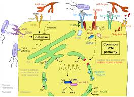 We did not find results for: Schematic Representation Of A Plant Cell With The Major Components Download Scientific Diagram