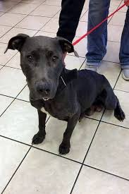 01 24 17 Saving Animals From Euthanasia In Texas 175 Donated To Vetting No Interest Last Day Thursday 1 26 Thi Animals Animal Help Animal Shelter