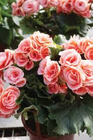 Image result for Begonia pulcherrima