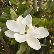 Types Of Magnolias Magnolia Tree Landscaping Coffee Flower Magnolia Flower