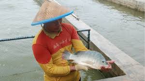 Ukuran Kolam Ikan Nila 500 Ekor Berbagai Ukuran