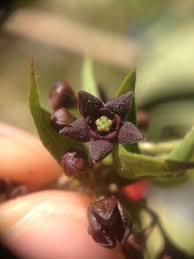 Image result for Vincetoxicum stenolobum