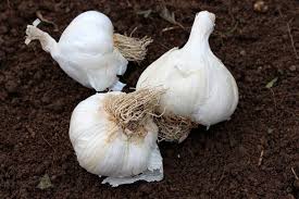 Decoction D Ail Recette Contre Les Maladies Du Jardin Jardins Potager Bio Cultiver