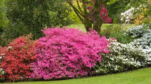 Wer einen rhododendron pflanzen und im eigenen garten zum beispiel vom anblick großblumiger alpenrosen profitieren möchte, der sollte im ersten schritt zunächst die bodenverhältnisse und standortbedingungen ganz genau prüfen: Blutenpracht Mit Rhododendron Zdfmediathek