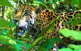 Costa Rica Safari Vacations Wildlife Packages In Costa Rica