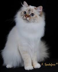 Sacred Birman Cheers Beauty S Origami Seal Tortie Tabby Torby Gatos Mascotas Perros