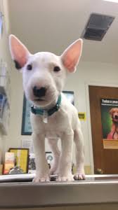 how much does your miniature bull terrier weigh puppy