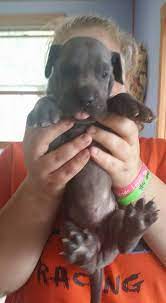 We did not find results for: Great Dane Puppies Resesive Blue Only Indianapolis Home Facebook
