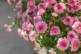 If you plant mums in spring, the plants have time to settle in and will return in subsequent seasons. Chrysanthemums Plant Care Growing Guide
