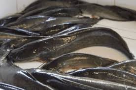 Ikan araipama adalah jenis ikan hias yang berasal dari daerah tropis amerika selatan. Ikan Belukang Laut