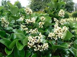 Image result for Lythrum rotundifolium