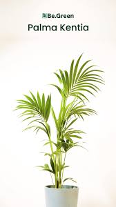 Este astuto cactus está en una situación espinosa. Plantas Tropicales Para Decorar Tu Salon 1000 Plants Big Indoor Plants Plant Decor Indoor