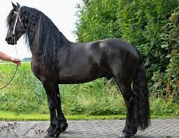 Stallion for sale buy and sell horses on europe's leading horse market. A Friesian Horse One Of The Most Elegant Breeds Out There And My Favorite This Breed Stole My Heart After I Had The Chang Horses Horse Wallpaper Horse Breeds