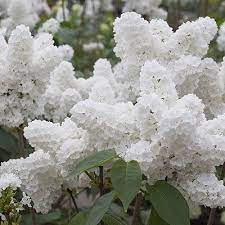 25 White Japanese Lilac Seeds Extremely Fragrant Carolina Seeds And Exotics Http Www Amazon Com Dp B00hughh1w Beautiful Flowers Flower Garden White Flowers