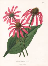 Echinacea Purpurea By G After A J Wendel Severeyns On Ursus Books Ltd Echinacea Purpurea Echinacea Botanical Drawings