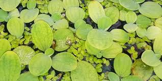 Just as with hornwort, they can be anchored to the substrate or lie flat on the surface. 5 Best Floating Aquarium Plants For Guppy Fish