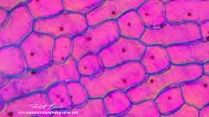 We did not find results for: Tips For Buying A Light Microscope Compound Inverted And Stereoscope The Canadian Nature Photographer