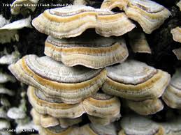Image result for Trichaptum biforme