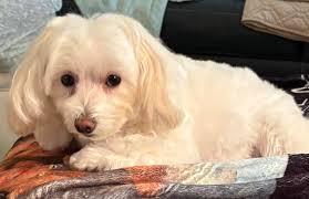 Who's baby had one of these