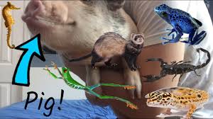 Keeping exotic pets, which are often incorrectly considered to be 'wild animals,' has become very controversial. All Of My Exotic Pets Youtube