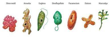 Kingdom Protista Pengertian Ciri Struktur Klasifikasi Contoh