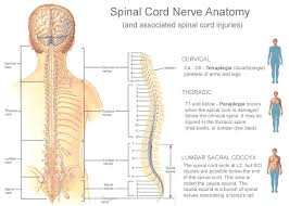 In the above diagram two area 0s are linked together via a virtual link. Spinal Cord Nerve Anatomy And Associated Spinal Cord Injuries Diagram Www Anatomynote Com Spinal Cord Anatomy Nerve Anatomy Spinal Cord Injury