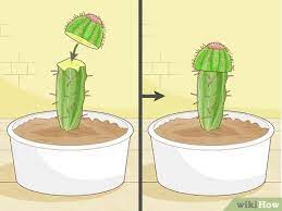 I propagated a christmas cactus about a month ago. 4 Ways To Propagate A Cactus Wikihow