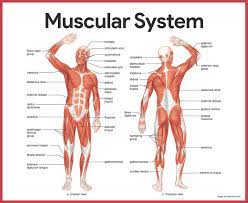 This is an online quiz called muscular system labeled back. Muscular System Anatomy And Physiology Nurseslabs