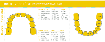 Tooth Eruption Chart Bayou Childrens Dental