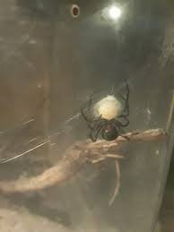 Treating a violin spider or brown recluse spider bite is all about managing the wound itself. What Do Baby Black Widow Spiders Look Like Quora