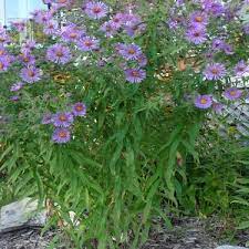Low growing and spreading outward from the center. New England Aster Pictures Flowers Leaves Identification Symphyotrichum Novae Angliae