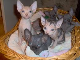 Cat breeders in north america and europe have bred the sphynx to normal coated cats and back to hairless cats for more than thirty years. Sphynx Kitten Adoption Breeder Cattery Male Female Spynx Kittens Cats For Sale Kitten Adoption Hairless Cat Cats