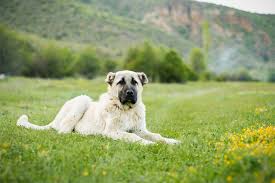 Kangal