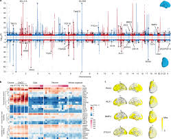 Nape, head, neck, shoulder blade, arm, elbow, back, waist, trunk, loin, hip, forearm, wrist, hand, buttock, thigh, leg, calf, foot, heel. Shared Heritability Of Human Face And Brain Shape Nature Genetics
