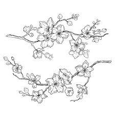 Sakura Flowers Blossom Set Hand Drawn Line Ink Style Cute Doodle Cherry Plant Vector Illustration Blac Cherry Blossom Drawing Flower Sketches Flower Drawing