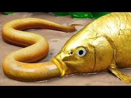 This is the color of a fertilize koi fish eggs it is brownish you can check also my video about koi eggs development cycle here. Stop Motion Asmr Experimenting Trap Koi Fish In The Mud Mubang Origi