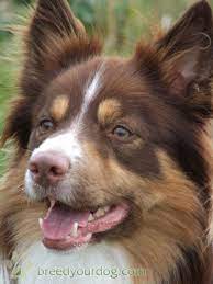 Stud Dog Chocolate White And Tan Border Collie Breed Your Dog Puppies Collie Breeds Brown Border Collie