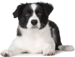 Border Collie Border Collie Puppies Border Collie Dog Foto