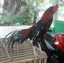 Beli kandang ayam bangkok online berkualitas dengan harga murah terbaru 2021 di tokopedia! Birma Vs Bangkok