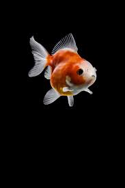 Captivating Goldfish Photos By Tsubaki Office Daily Design Inspiration For Creatives Inspiration Grid Goldfish Goldfish Wallpaper Cute Fish