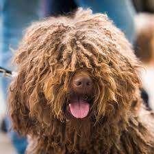 Find your new family member today, and discover the puppyspot difference. Spanish Water Dog Breed Information Characteristics Heath Problems Dogzone Com