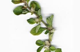 Image result for Alternanthera caracasana