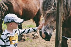 Check spelling or type a new query. Las Terapias Con Caballos Para Ninos Con Discapacidad Nubika