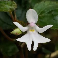 Image result for Impatiens bequaertii