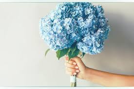 Blossom color changes most hydrangea macrophylla cultivars produce blue or pink flowers depending on. Hydrangea Meaning Symbolism History Proflowers