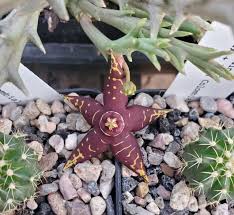 Image result for Euphorbia halipedicola