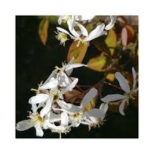 Felsenbirne Warnemunde Rostock Ostsee Fruhling Blumen Blumenfreunde Garte Blumen Blumenfreunde Felsenbirne Formalegarte Felsenbirne Blumen Wiese
