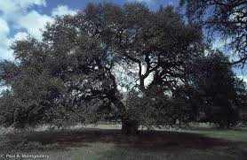 Image result for Quercus